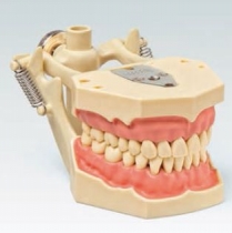 Gebits werkmodel, occlusie standaard, Frasaco